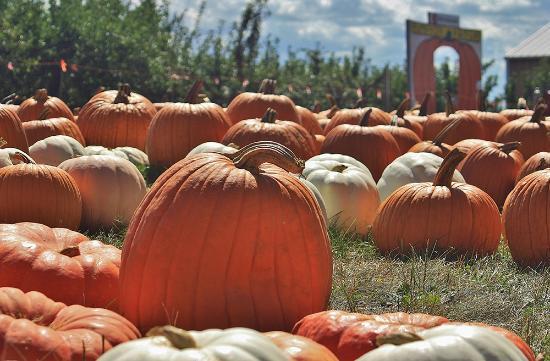Curtis Orchard & Pumpkin Patch